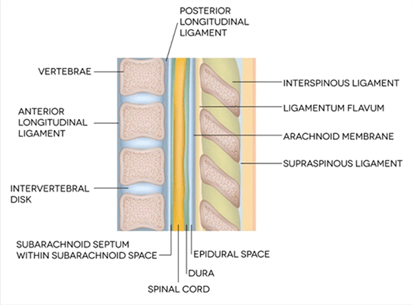 Basics of Spine - Stavya Spine